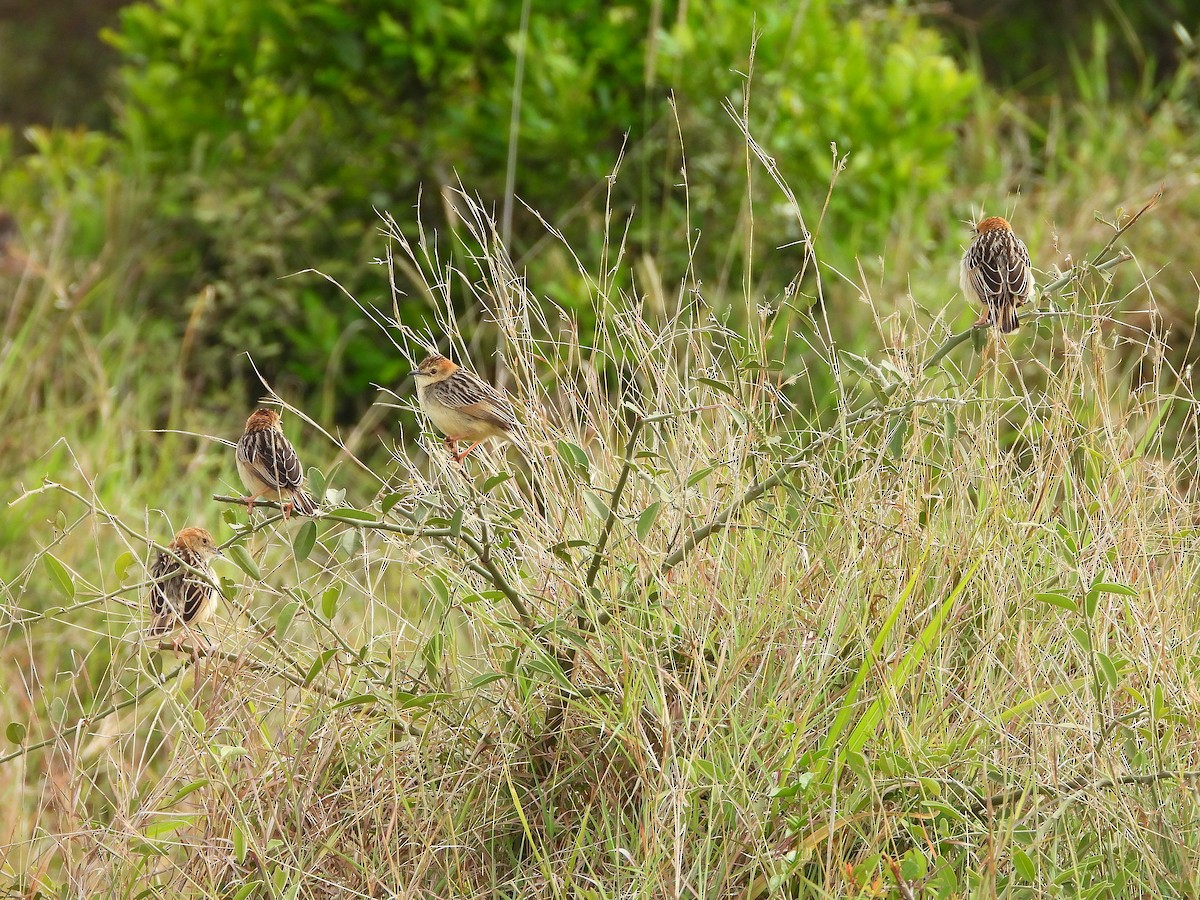 Stout Cisticola - ML646312658