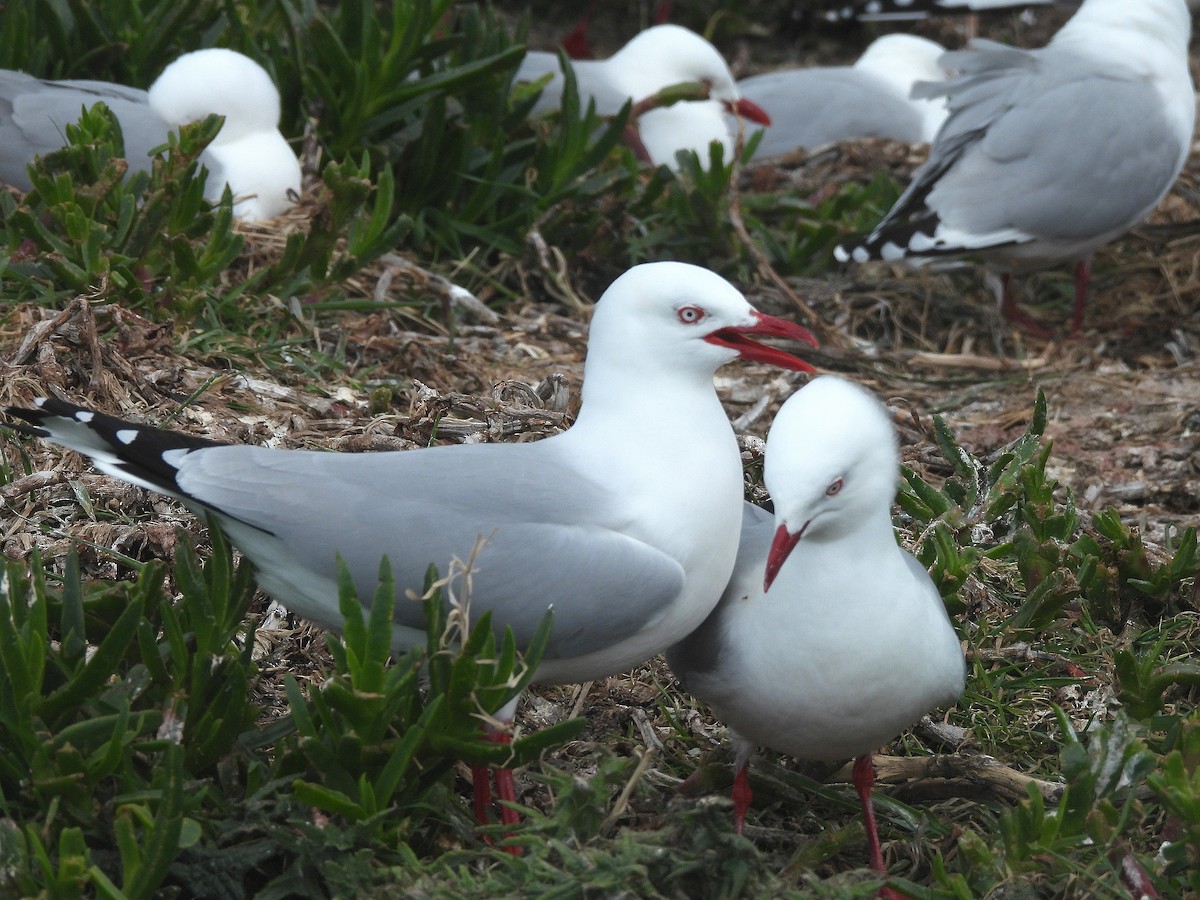 紐澳紅嘴鷗 - ML646312659