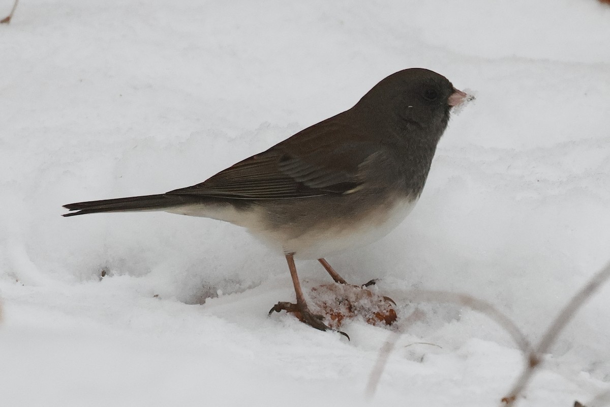 Dark-eyed Junco - ML646312665