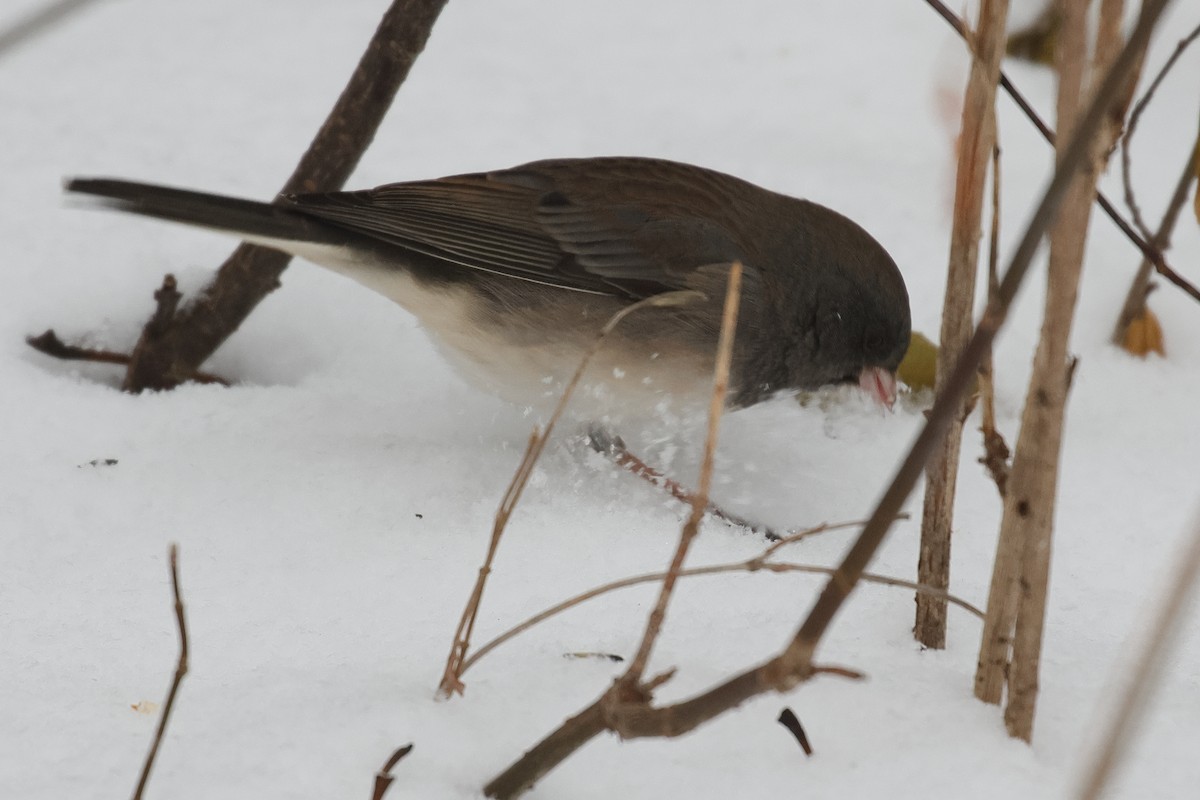 Dark-eyed Junco - ML646312666