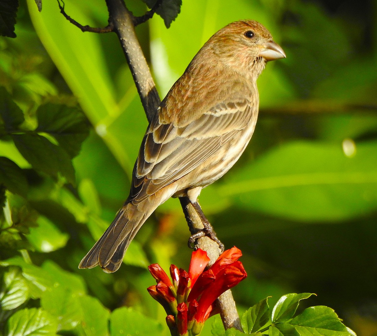 House Finch - ML646312670