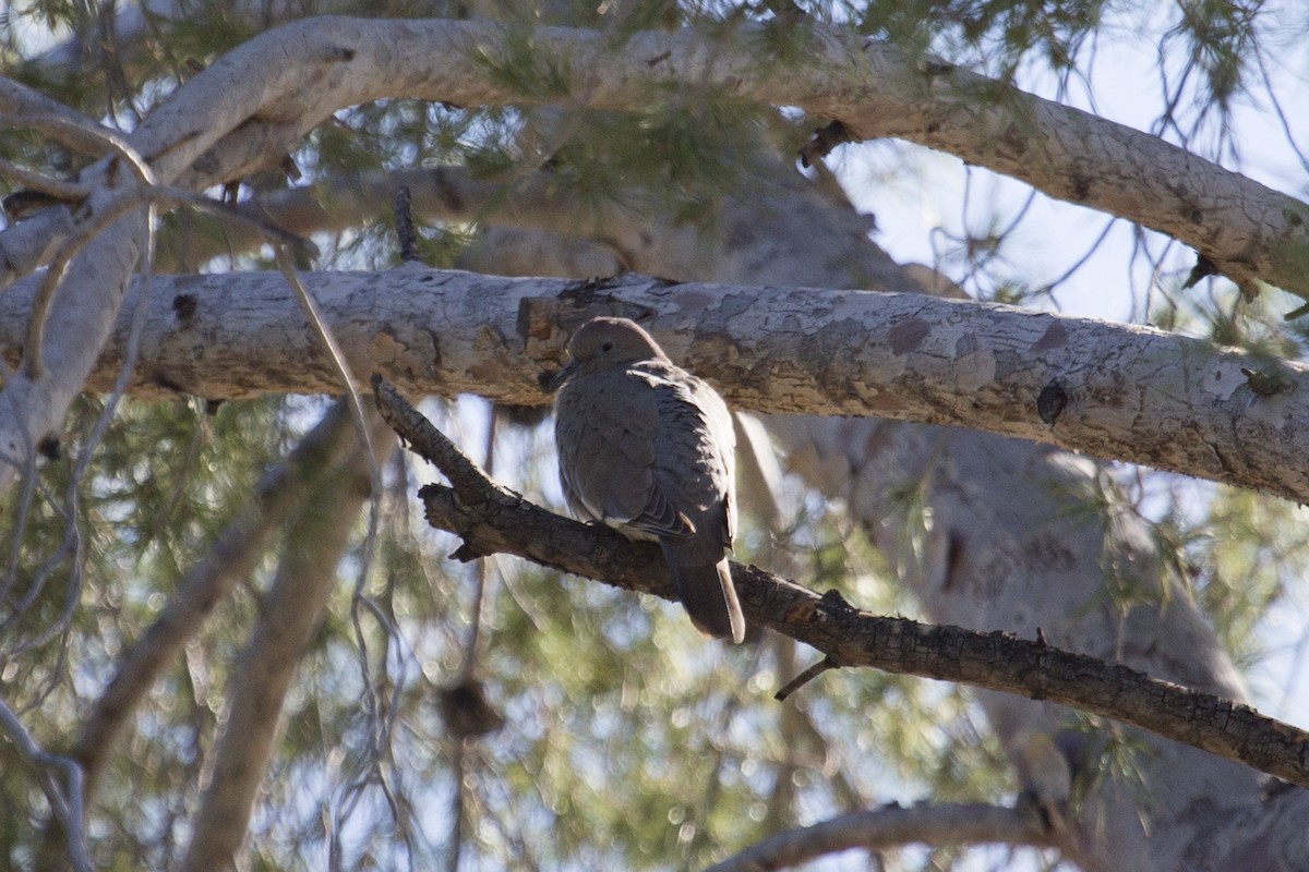 White-winged Dove - ML646312671