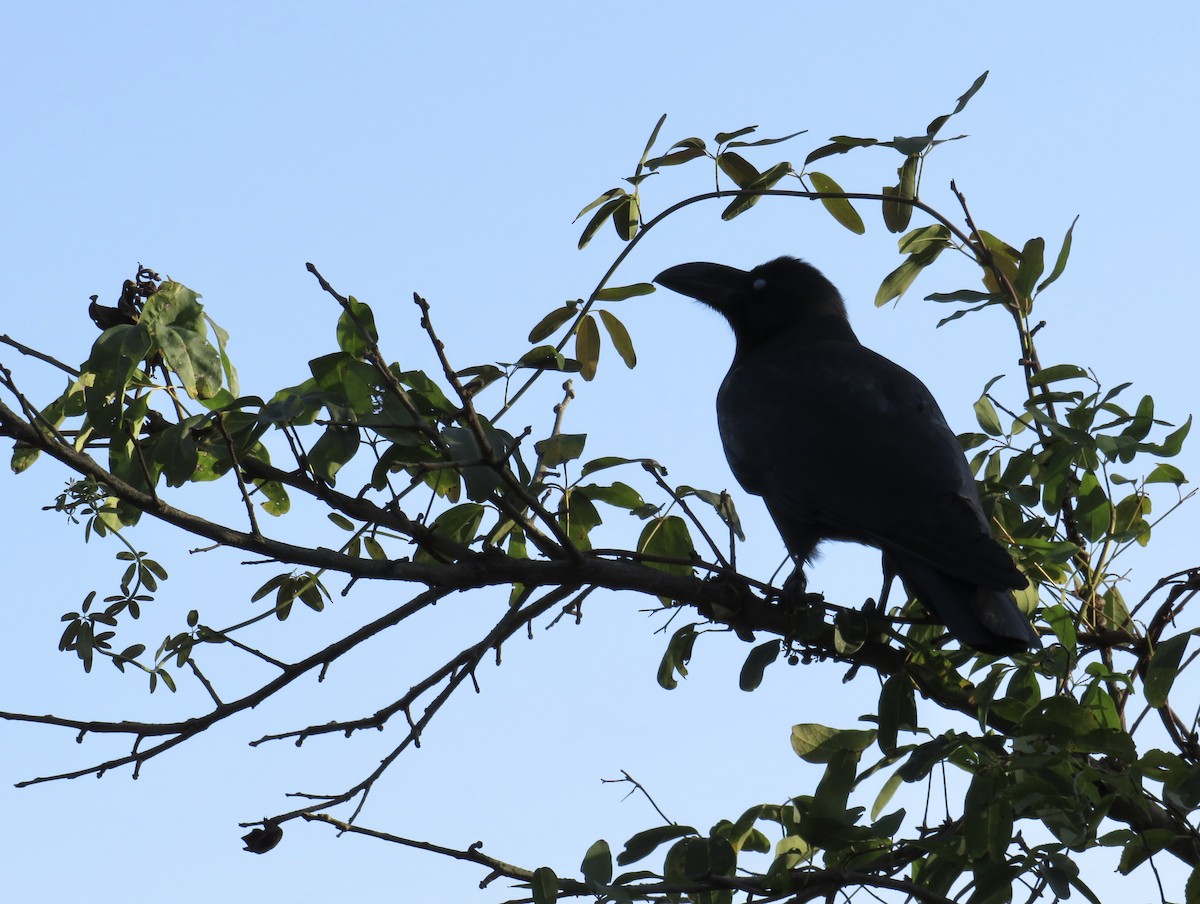 Large-billed Crow - ML646312674