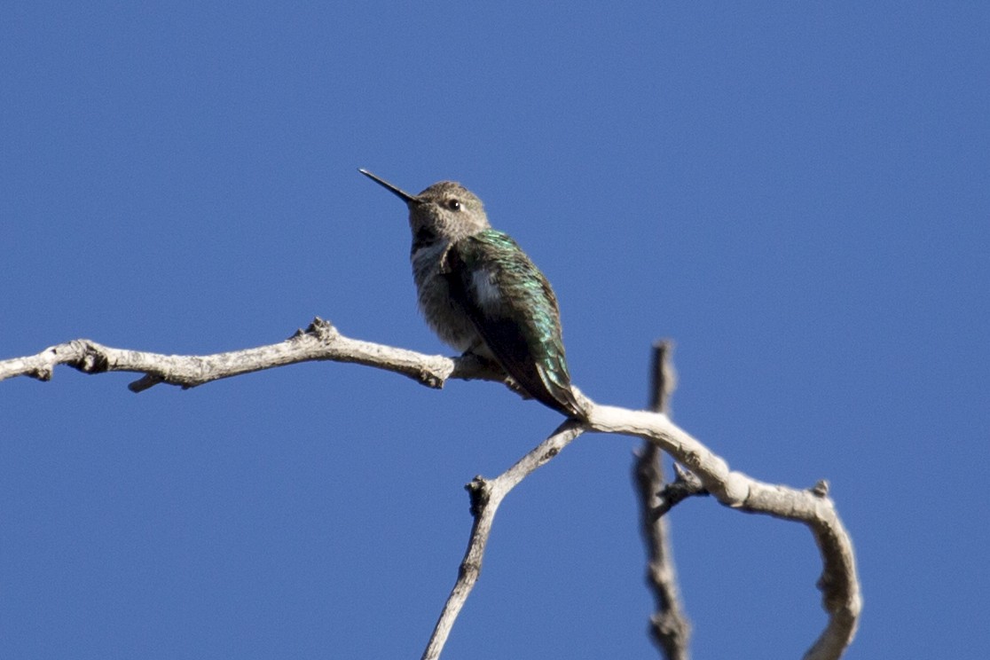 Anna's Hummingbird - ML646312675