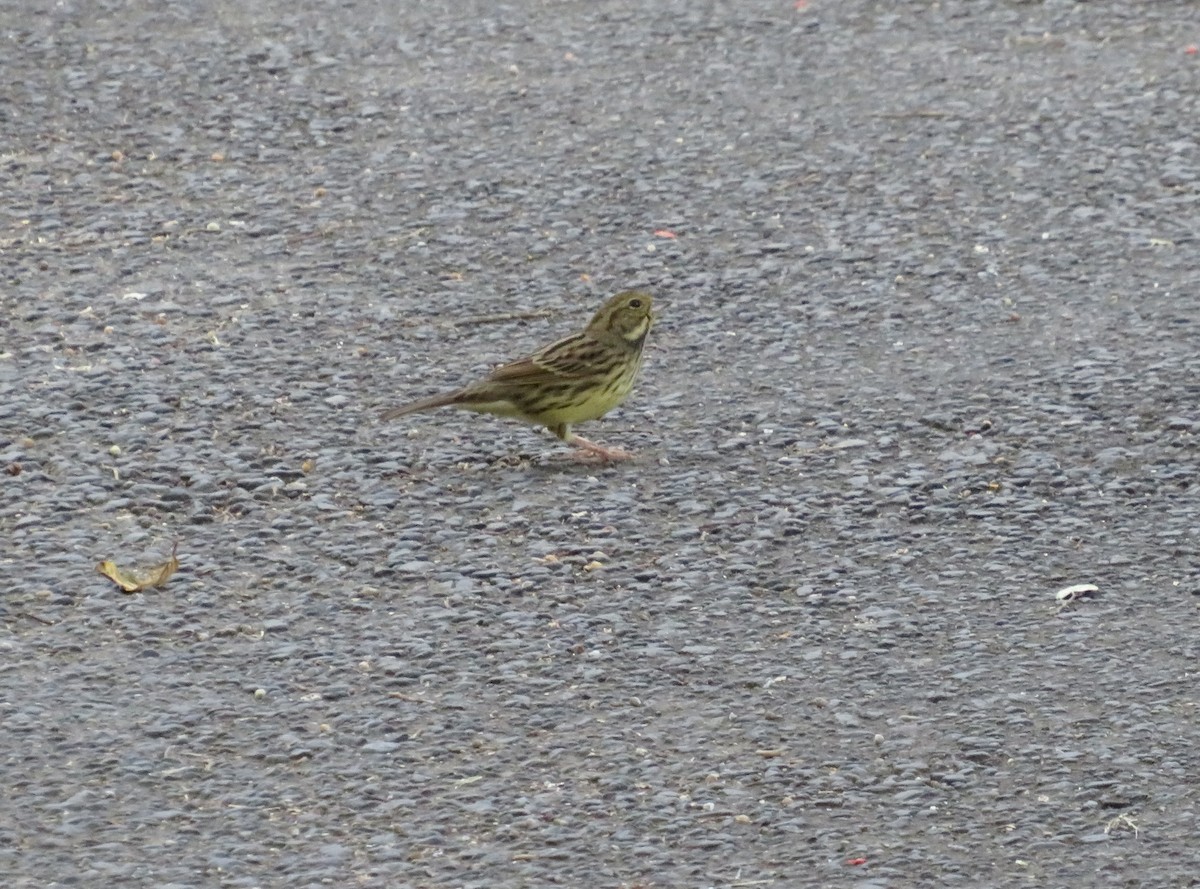 Masked Bunting - ML646312676
