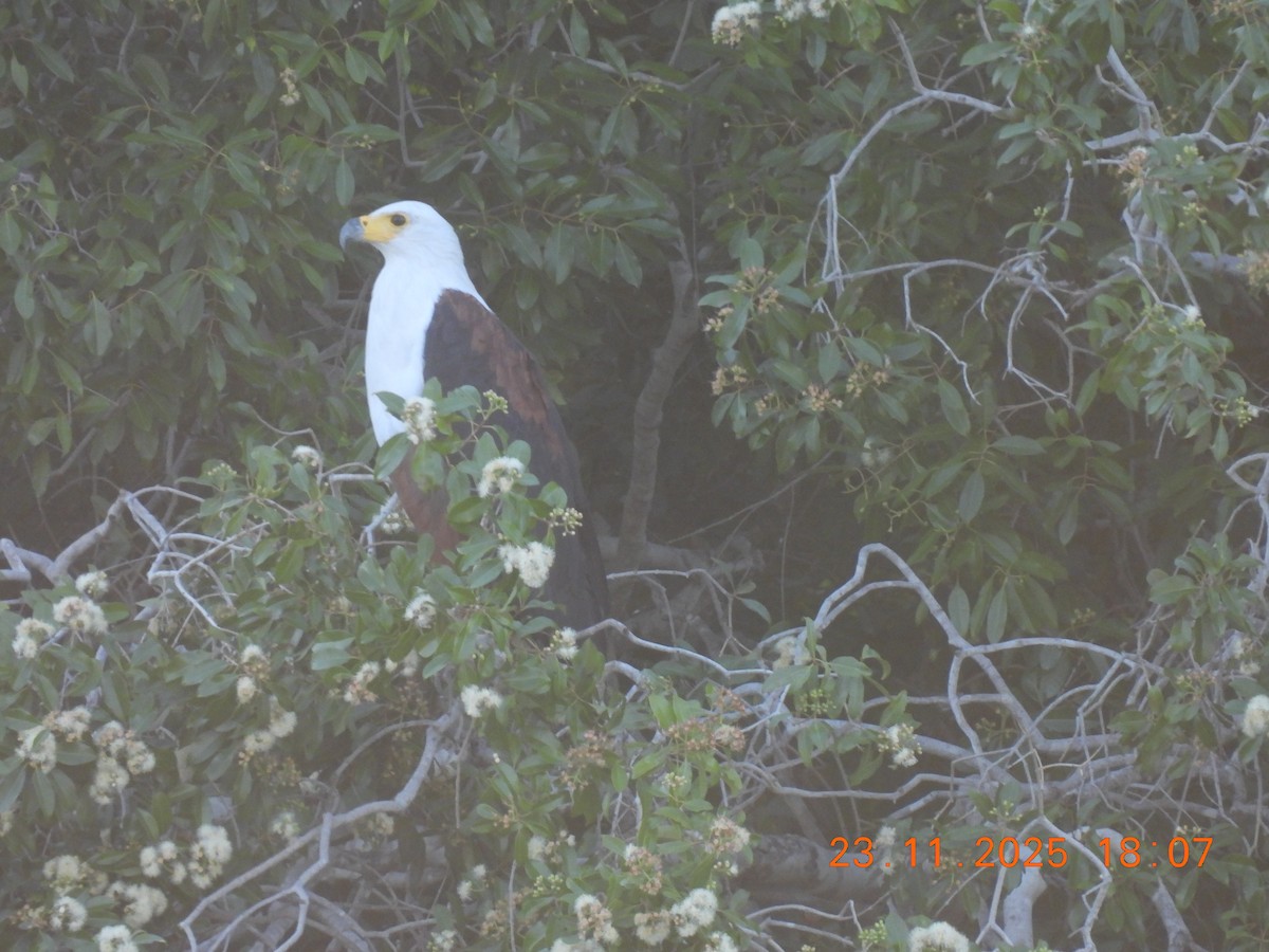 African Fish-Eagle - ML646312680