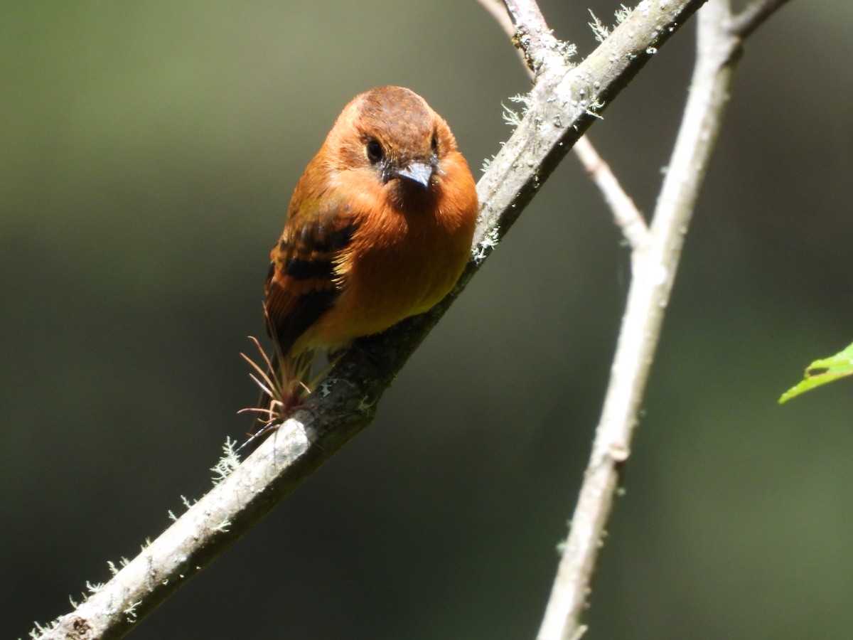 Cinnamon Flycatcher - ML646312681