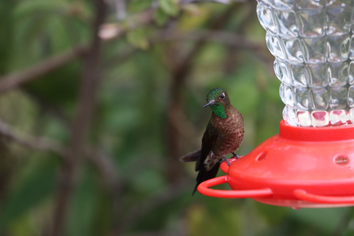 Tyrian Metaltail - ML646312682