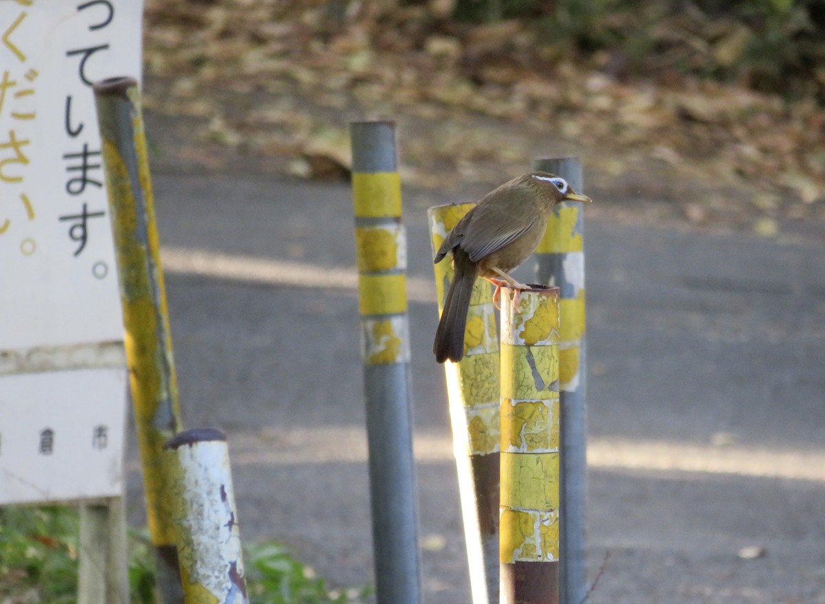 Chinese Hwamei - ML646312683