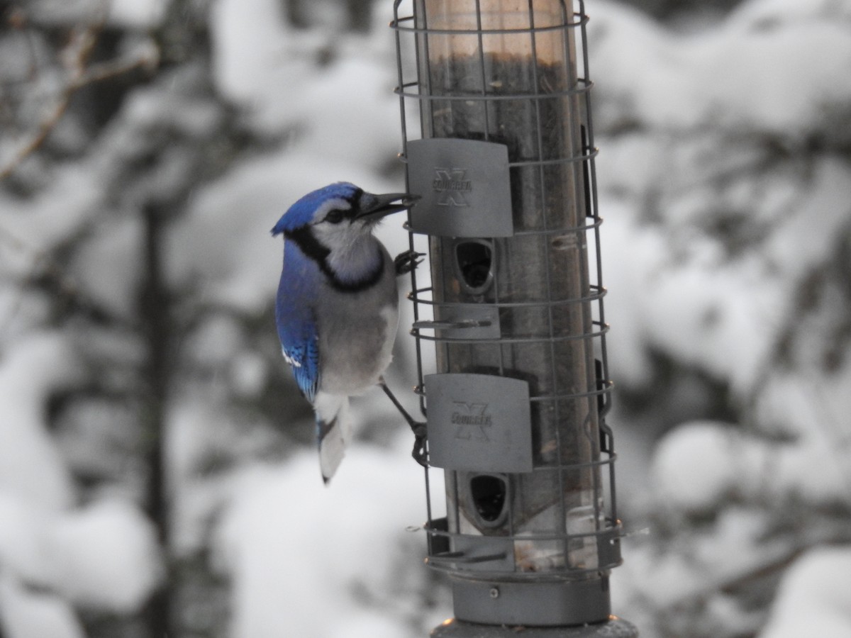 Blue Jay - ML646312684