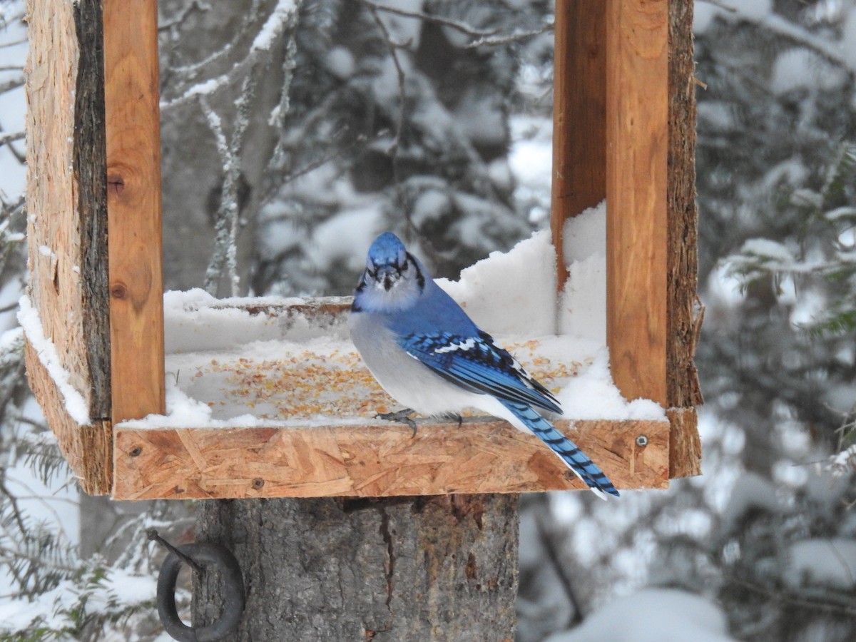 Blue Jay - ML646312685