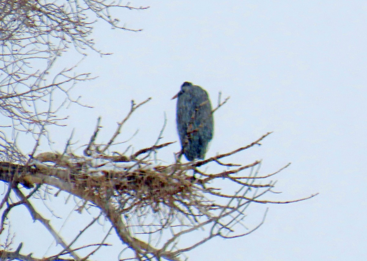 Great Blue Heron - ML646312688
