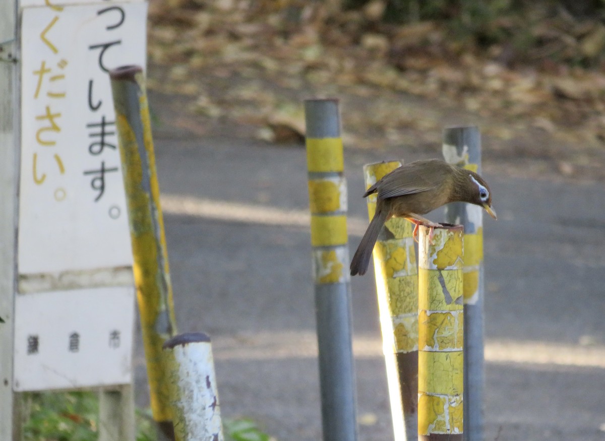 Chinese Hwamei - ML646312689