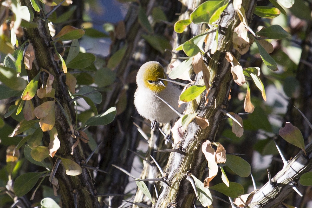 Verdin - ML646312690