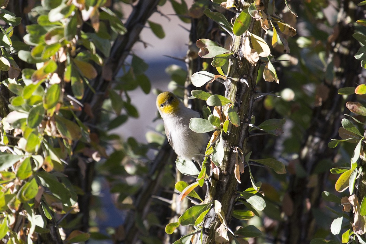 Verdin - ML646312691