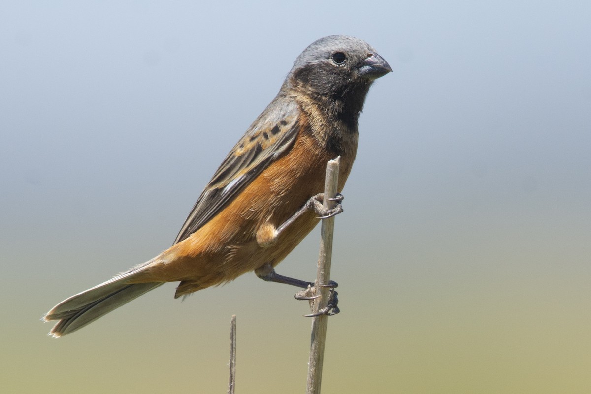 Dark-throated Seedeater - ML646312692