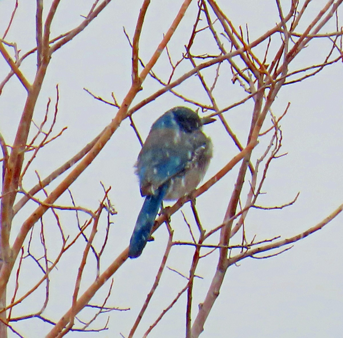 Woodhouse's Scrub-Jay - ML646312693