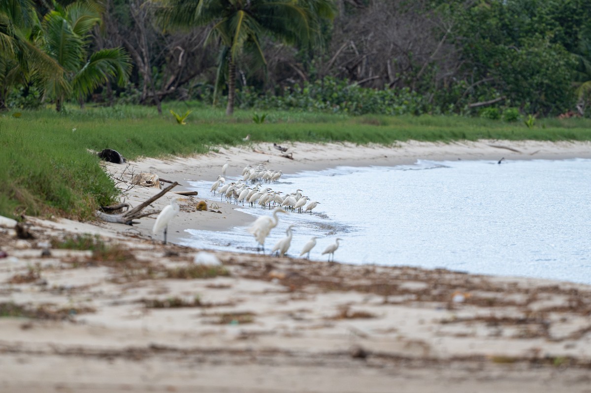 Snowy Egret - ML646312694