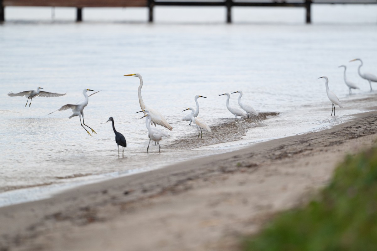 Snowy Egret - ML646312695