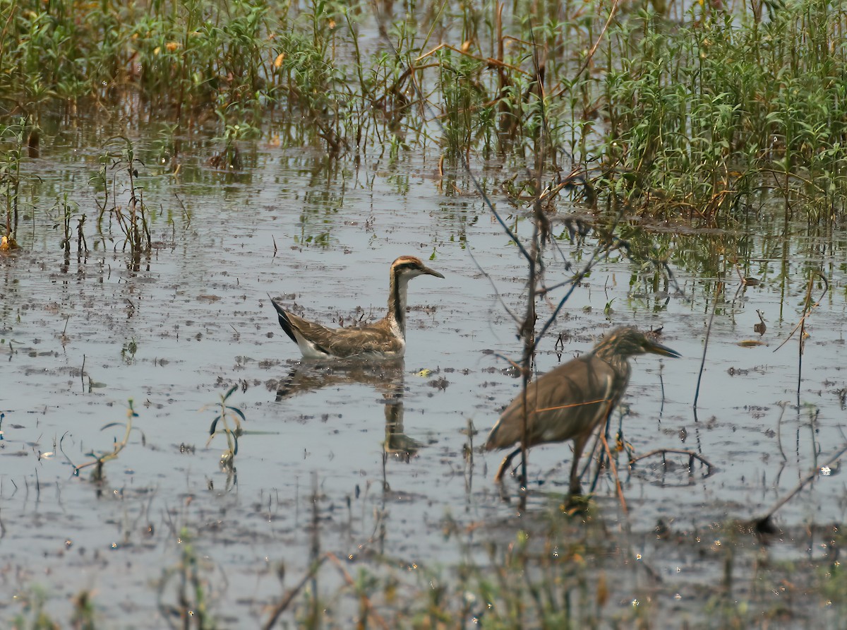 Pheasant-tailed Jacana - ML646312696