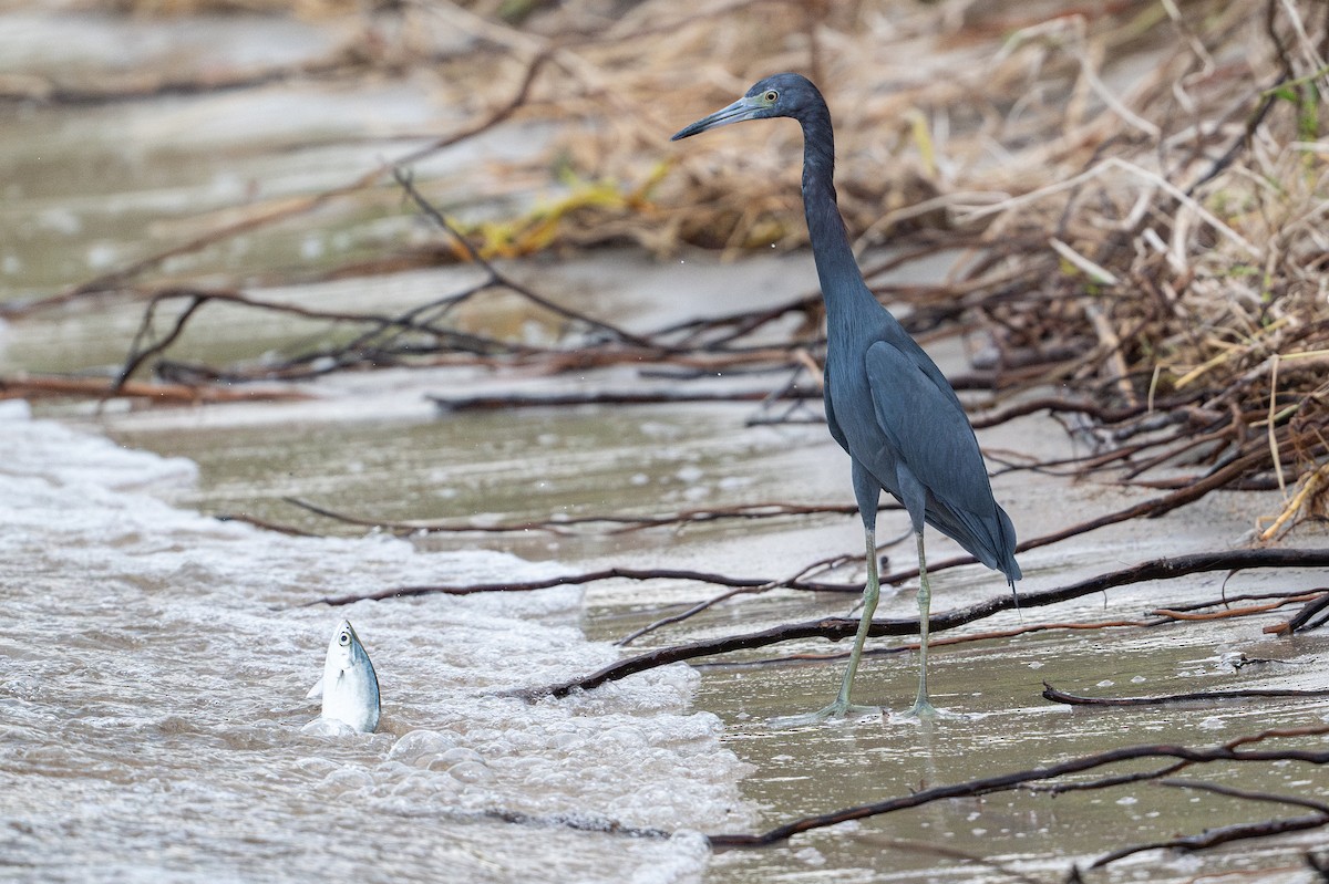 Little Blue Heron - ML646312697