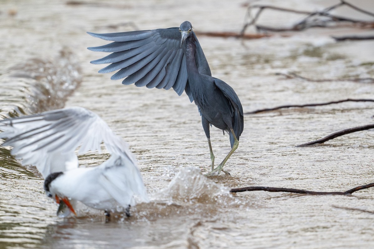 Little Blue Heron - ML646312698