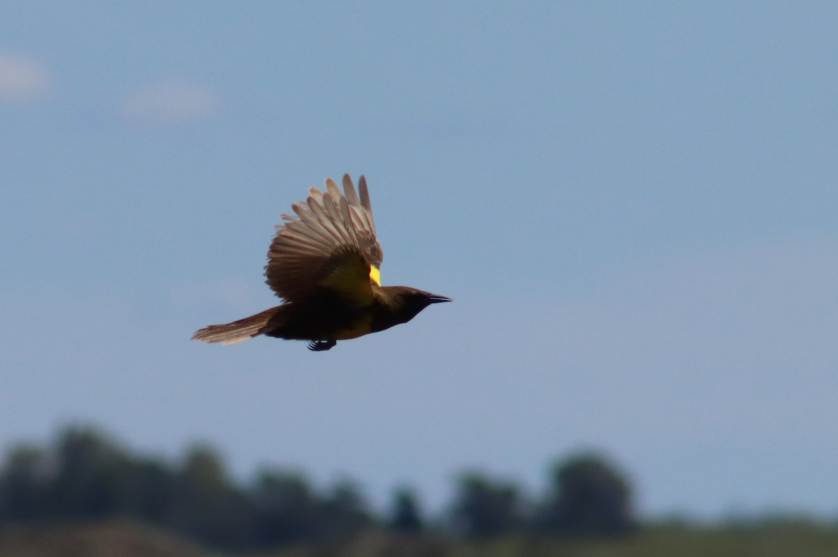 Brown-and-yellow Marshbird - ML646312700