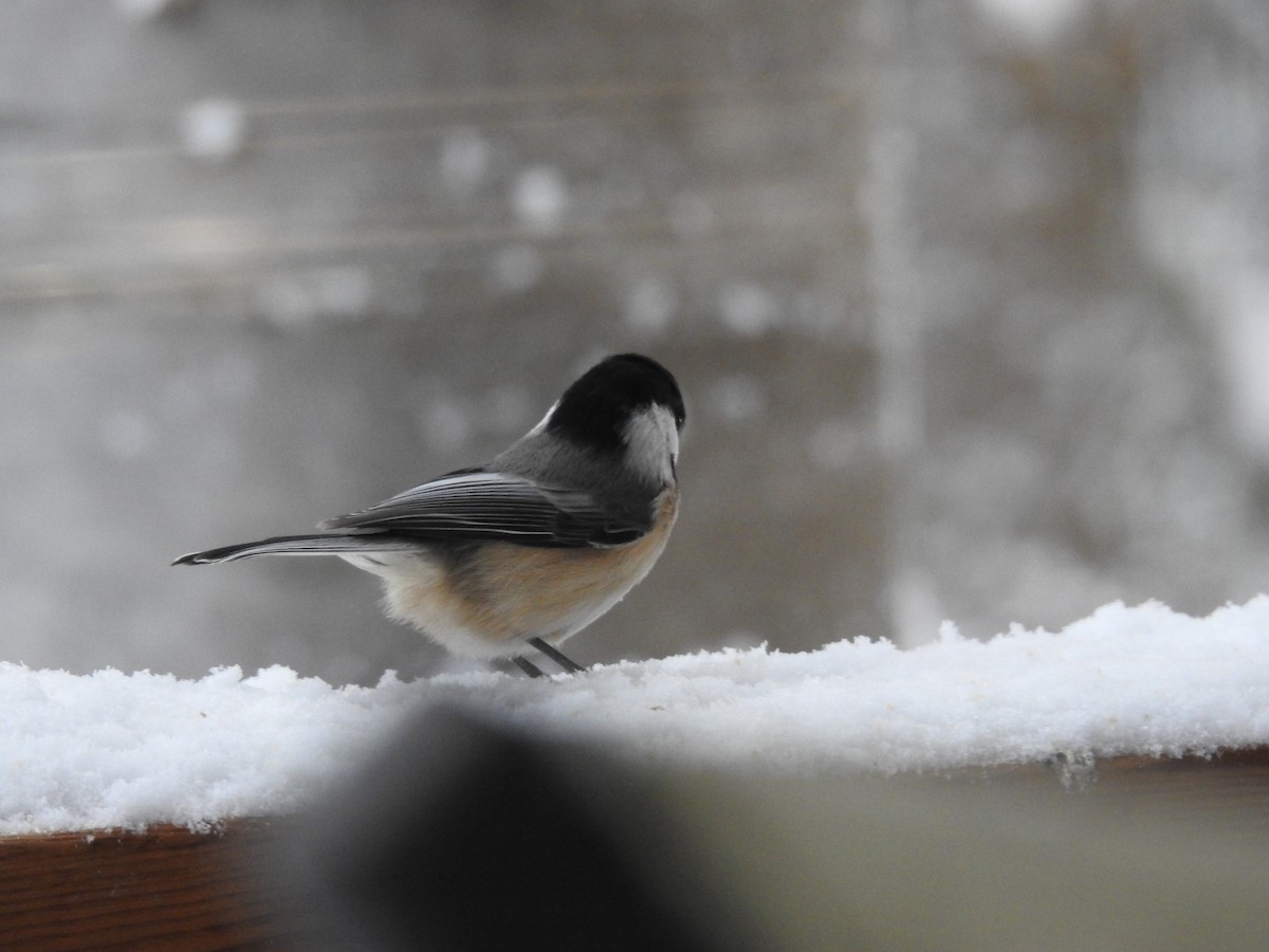 Black-capped Chickadee - ML646312702