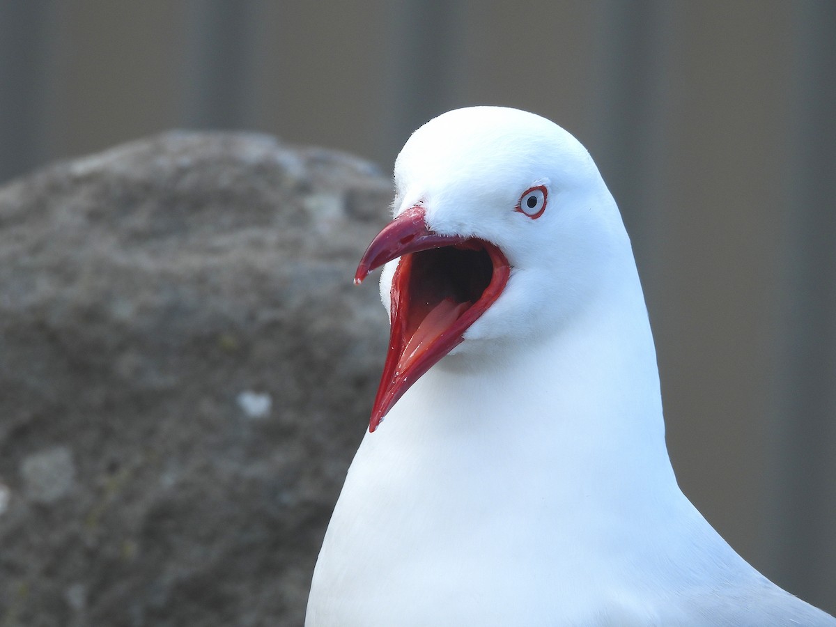 紐澳紅嘴鷗 - ML646312705