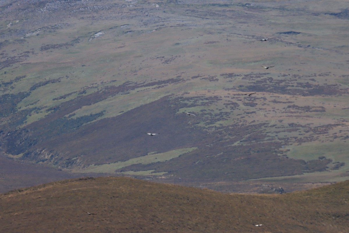 Andean Condor - ML646312712