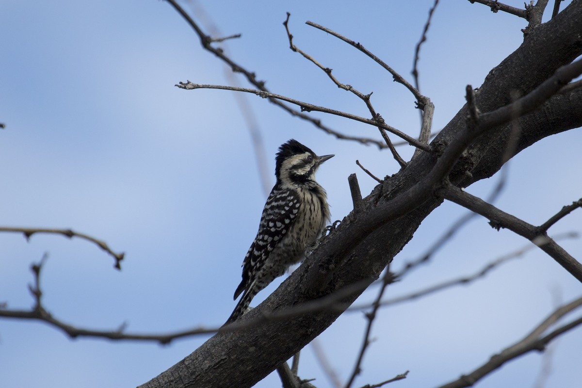 Ladder-backed Woodpecker - ML646312713