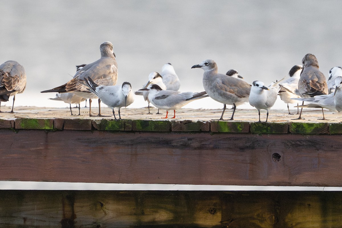 Common Tern - ML646312714