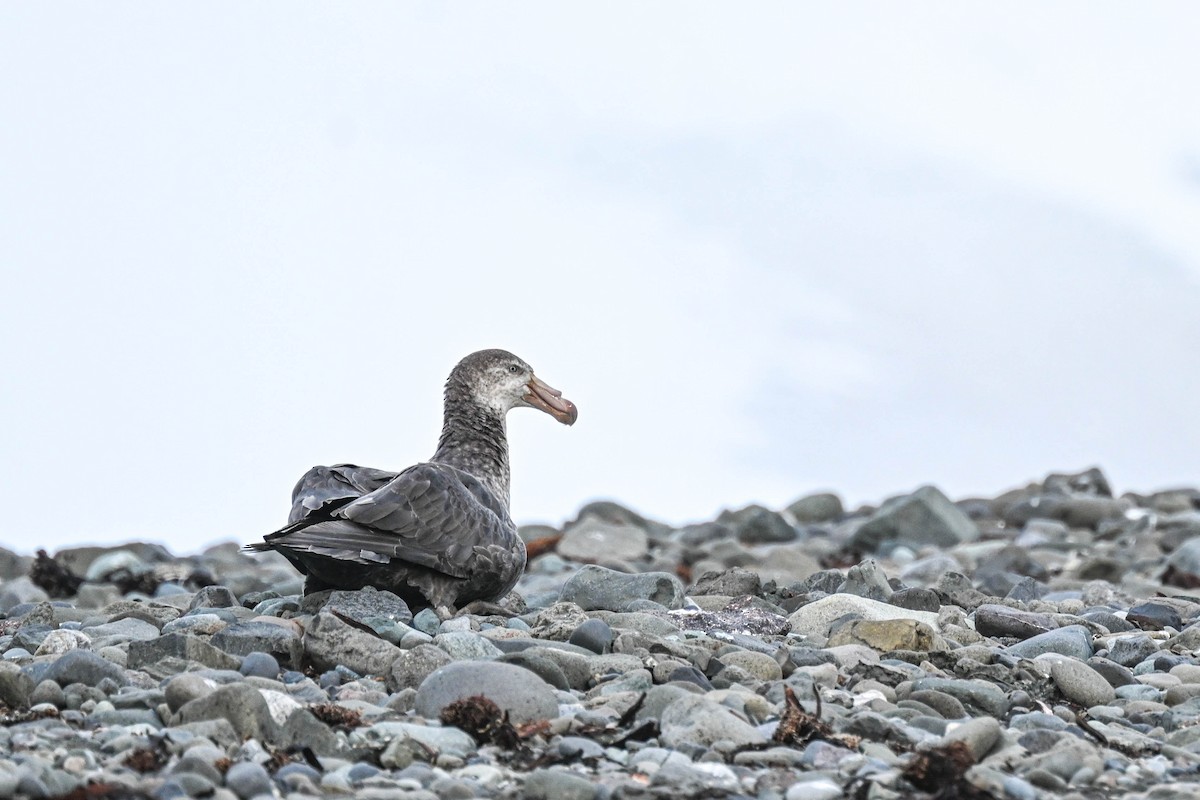 Northern Giant-Petrel - ML646312716