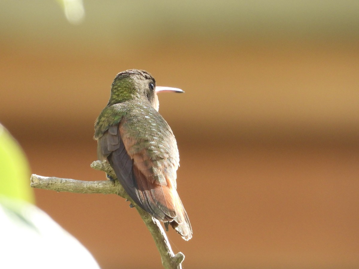 Cinnamon Hummingbird - ML646312720