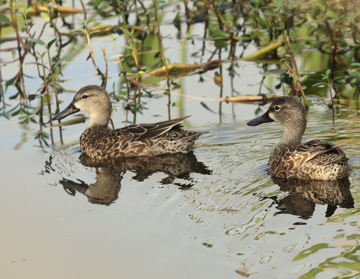 Zertzeta hegalurdina - ML646312723