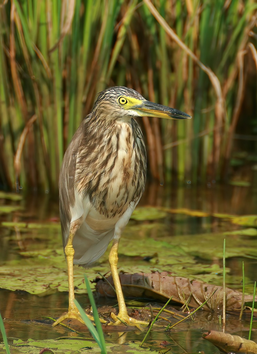 Indian Pond-Heron - ML646312724