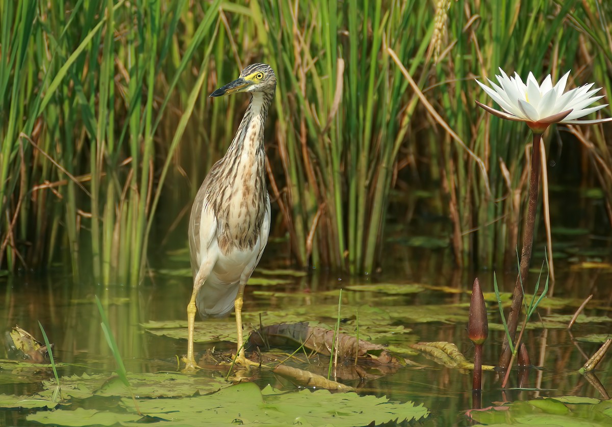 Indian Pond-Heron - ML646312725