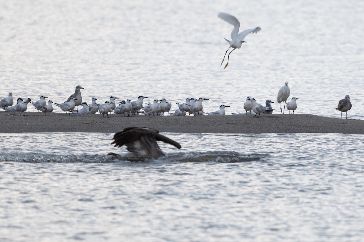 Sandwich Tern - ML646312726