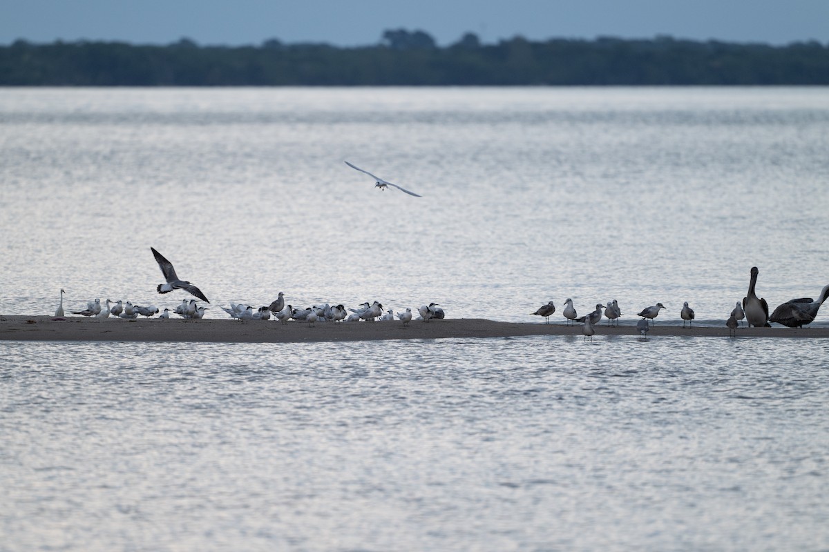 Sandwich Tern - ML646312727