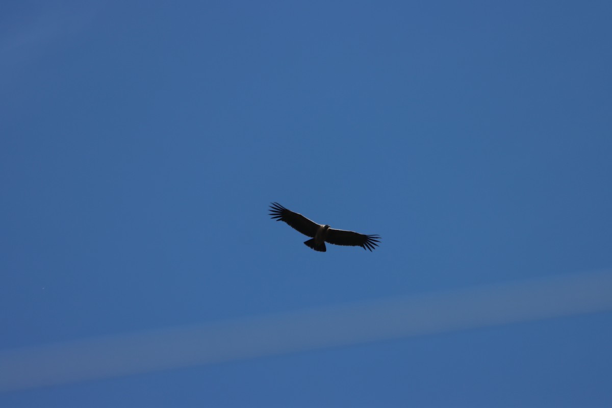 Andean Condor - ML646312728