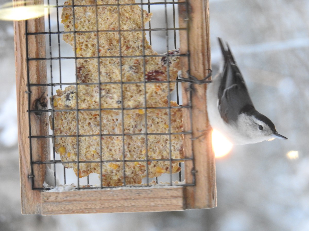 White-breasted Nuthatch - ML646312729