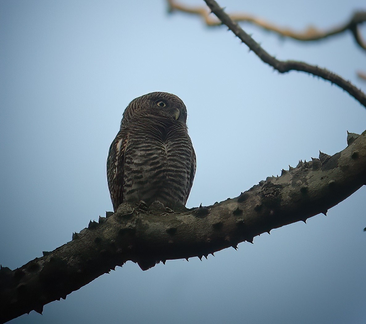 Jungle Owlet - ML646312731