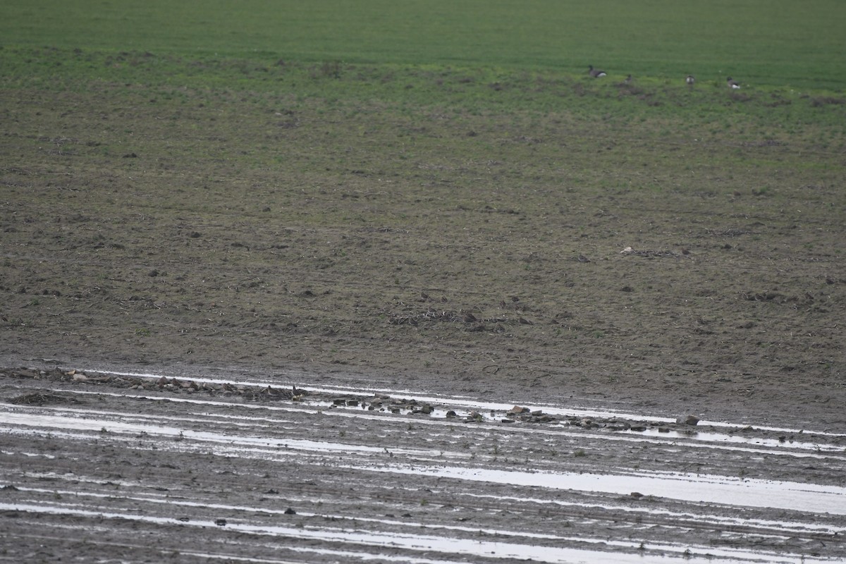 חרטומית ביצות - ML646312732