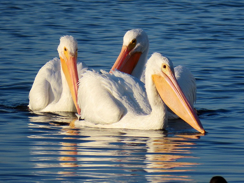 American White Pelican - ML646312735