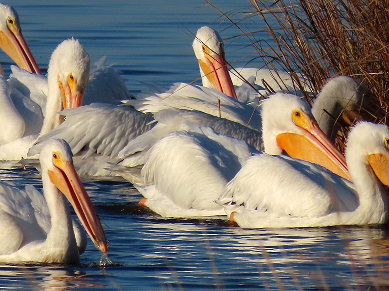 American White Pelican - ML646312737