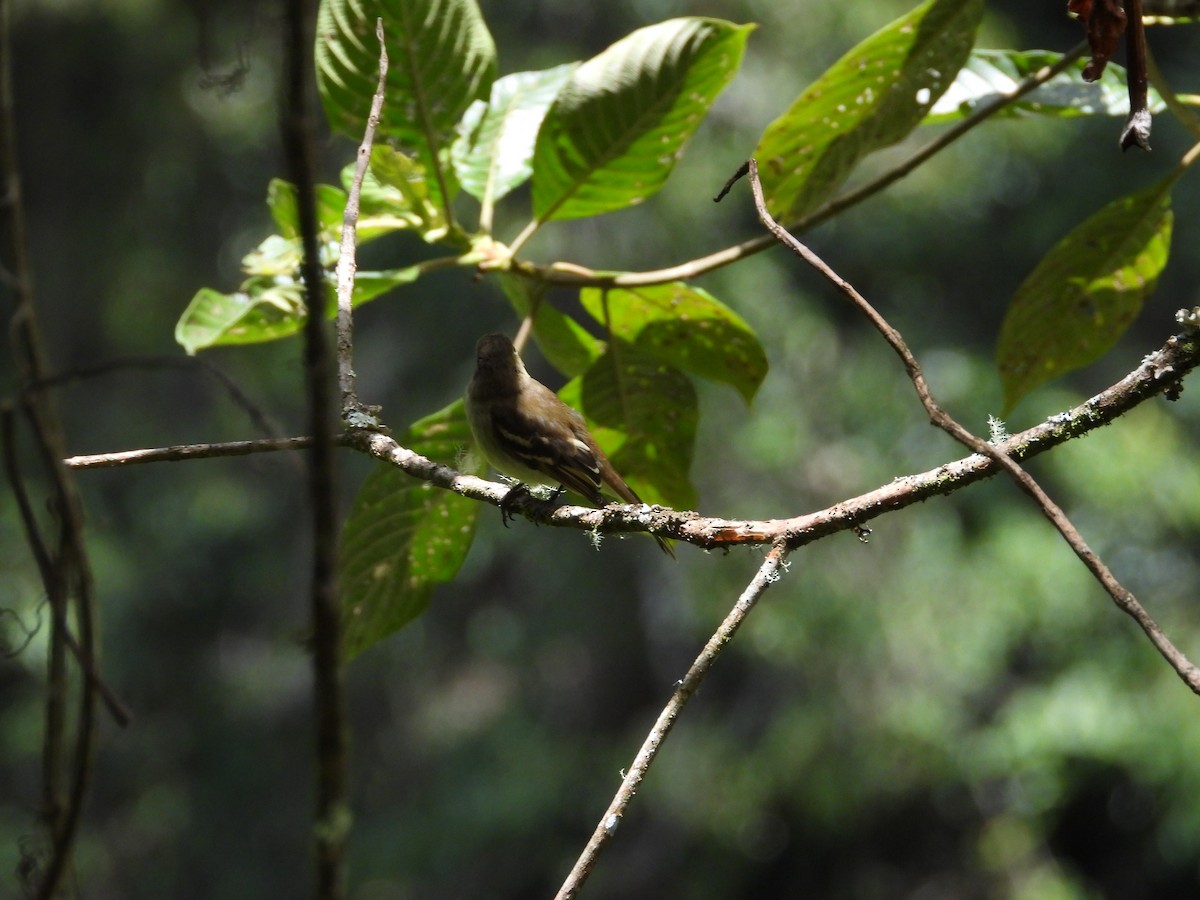 White-crested Elaenia - ML646312746