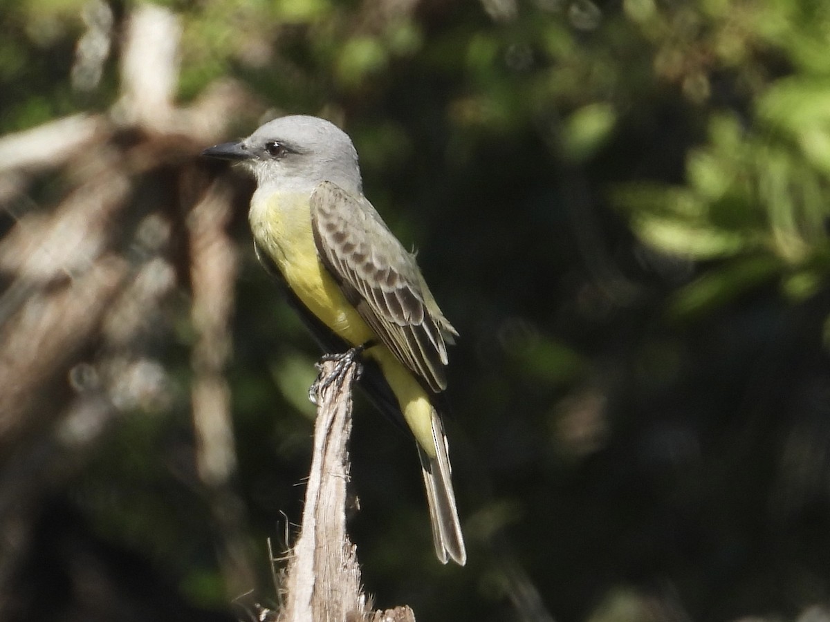 drozdec tropický - ML646312747