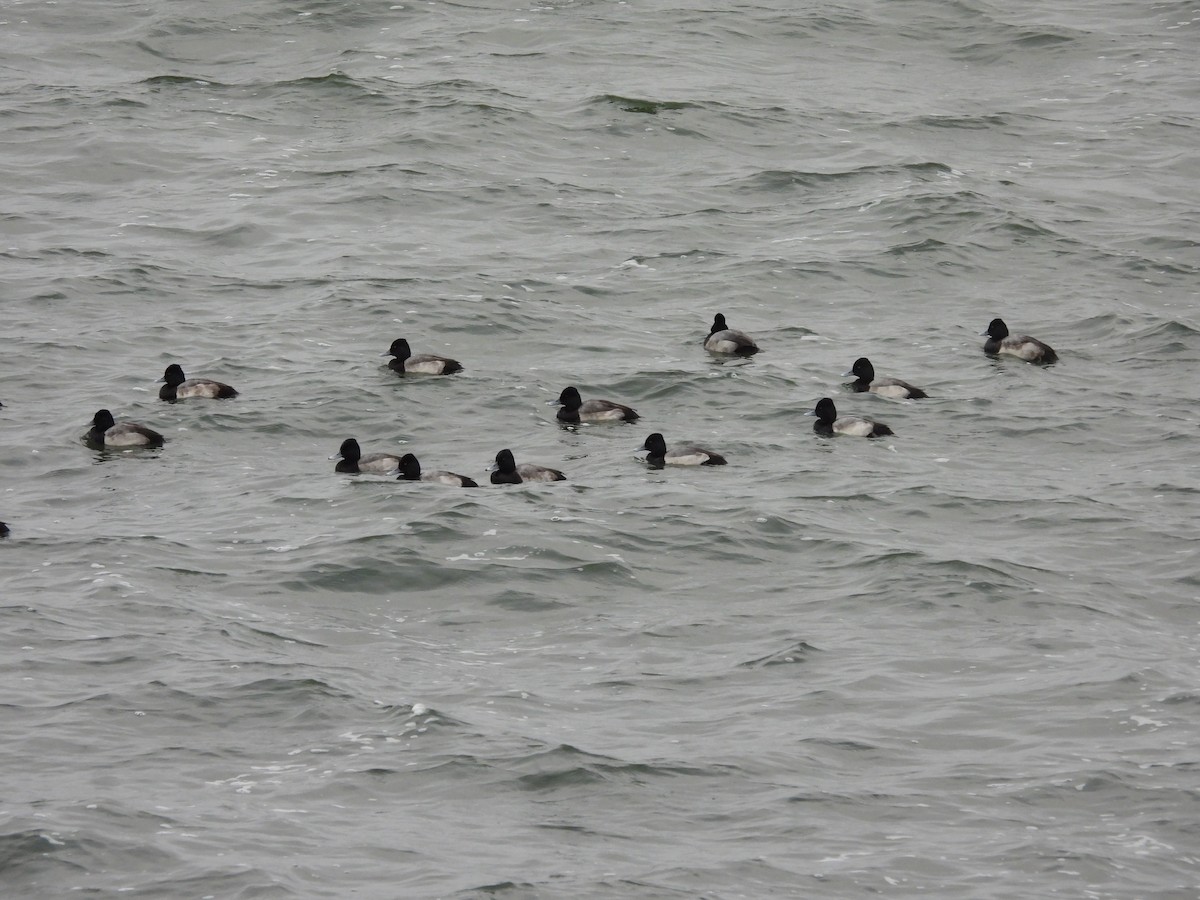 Lesser Scaup - ML646312748