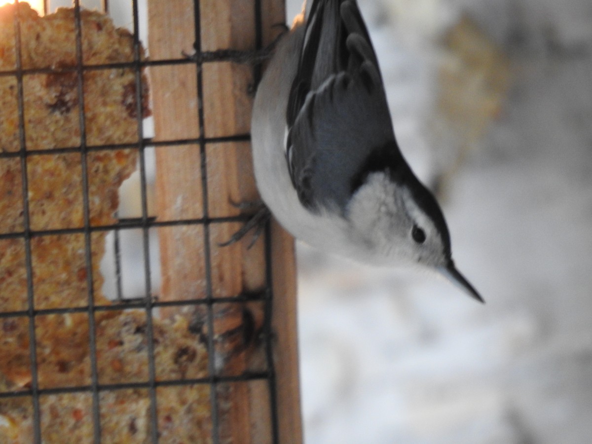 White-breasted Nuthatch - ML646312749