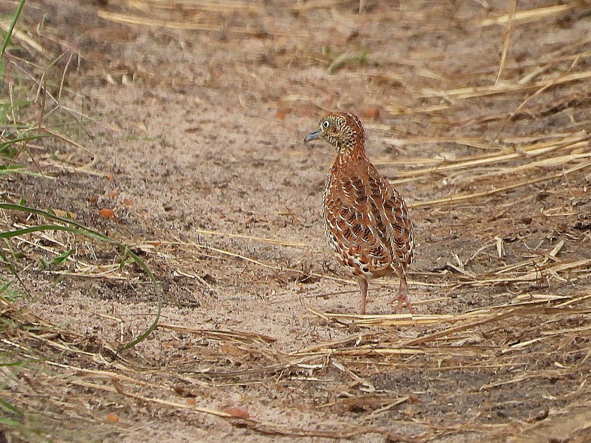 Small Buttonquail - ML646312751